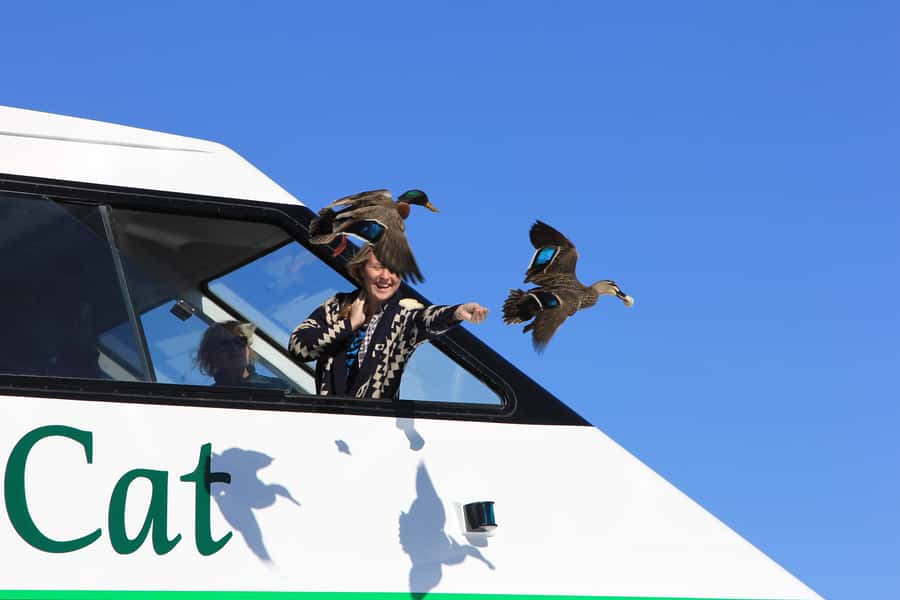 Lake Taupo: Maori Rock Carvings 10.30 AM 1.5-Hour Cruise - Crossing the lake with local stories