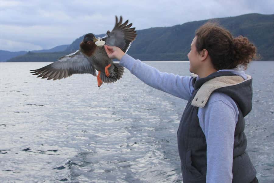 Lake Taupo: Maori Rock Carvings 10.30 AM 1.5-Hour Cruise - Arriving at Mine Bay and the rock carvings