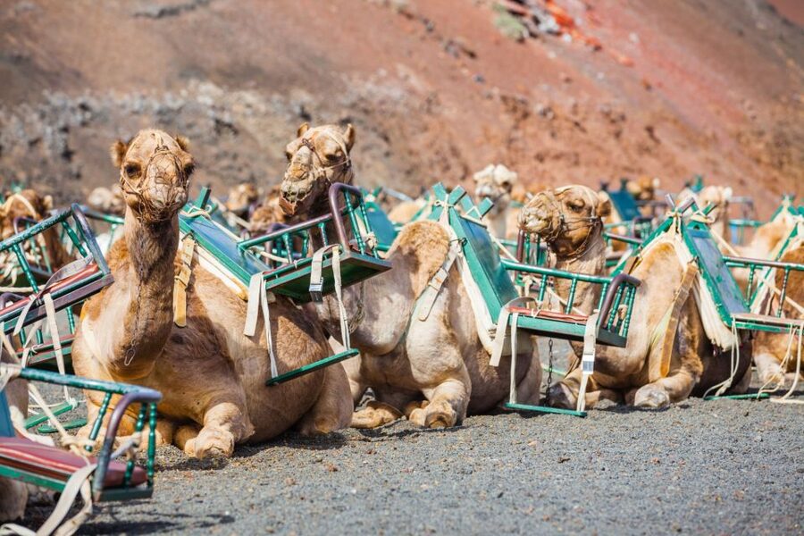 Lanzarote: Guided Day Trip to Timanfaya Park & Lago Verde - Why Timanfaya is the main event
