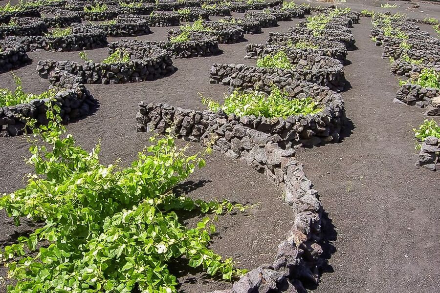 Lanzarote: Timanfaya National Park Volcanic Craters Tour - Practical details that improve the morning