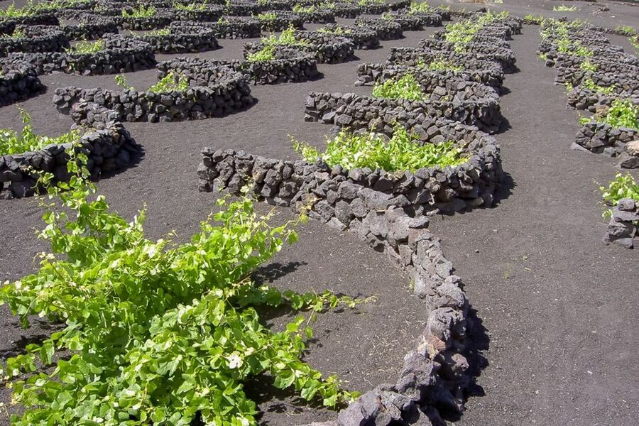 Lanzarote: Timanfaya Park and Jameos del Agua Full-Day Tour - Guides, languages, and the coach experience