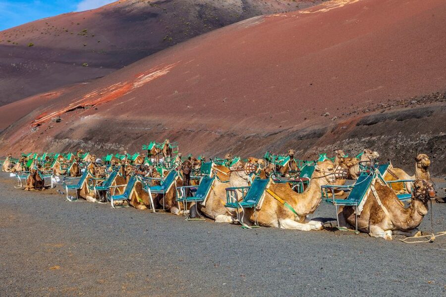 Lanzarote: Volcanos of Timanfaya and Caves Tour with Lunch - The southern coast: Janubio and Los Hervideros