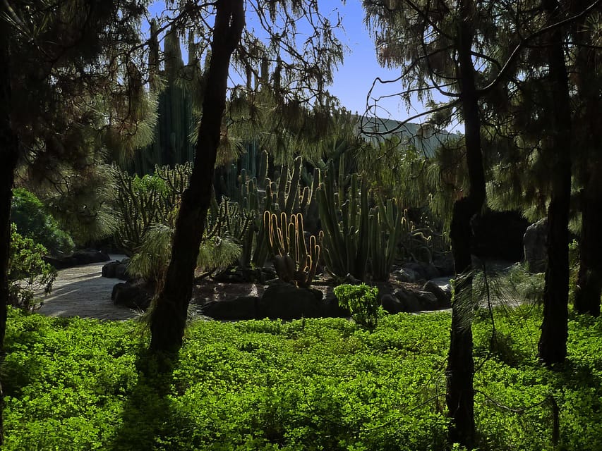 Las Palmas: Botanic Garden Tour (Bandama Caldera Option) - Why the Botanic Garden is worth your morning