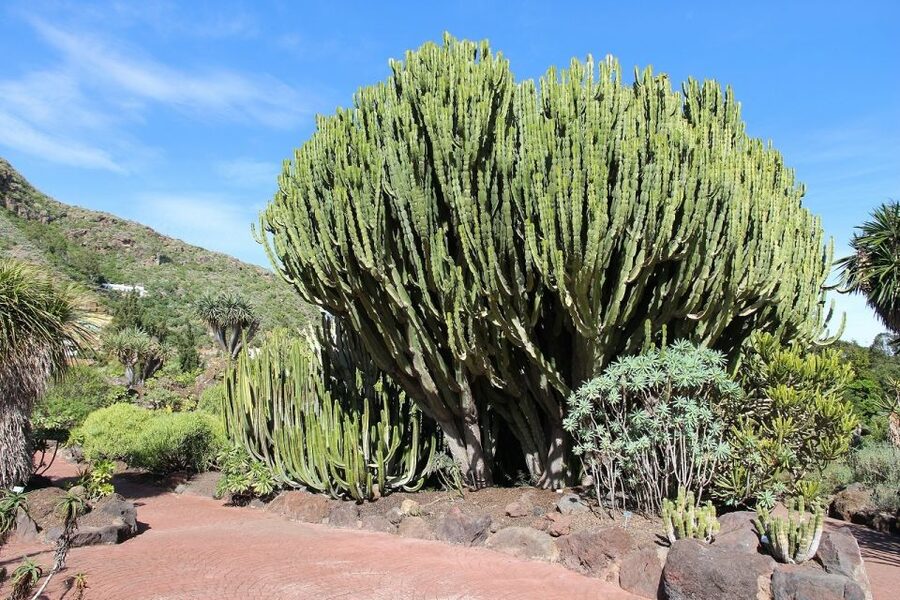 Las Palmas, Botanical Gardens and Bandama Volcano Tour - Las Canteras offers a relaxed final stretch