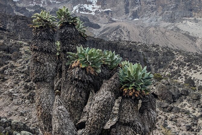 Lemosho Route 7 Days Trekking at Mount Kilimanjaro - From Arusha to Big Tree Camp on Day 1