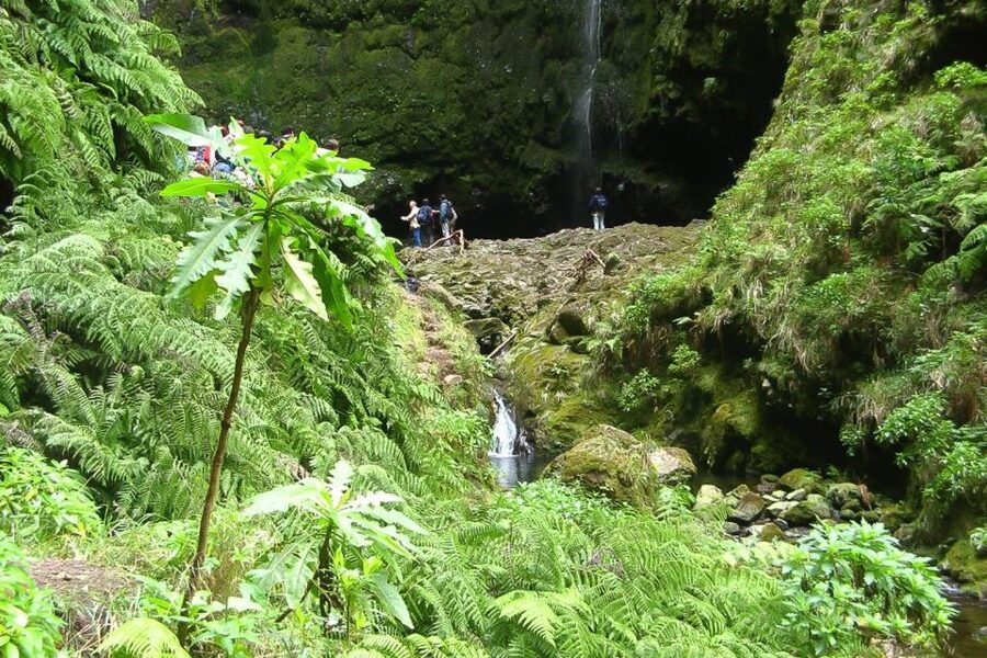 Levada Walk and Caldeirao Verde Waterfalls: Madeira - Walking through Madeira’s Laurisilva forest