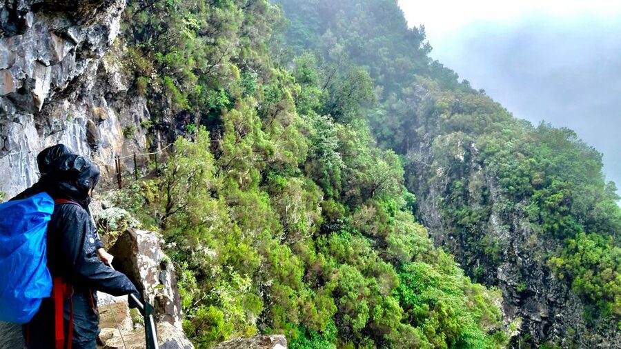 Madeira: Jungle Fever Levada Caldeirao Verde Hike Santana - Who should book this Madeira hike?