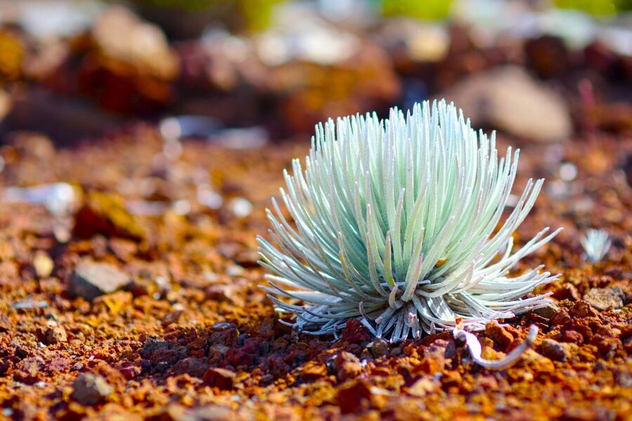 Maui: Haleakala Sunset and Stargazing Tour with Dinner - From Maui hotels to Upcountry roads