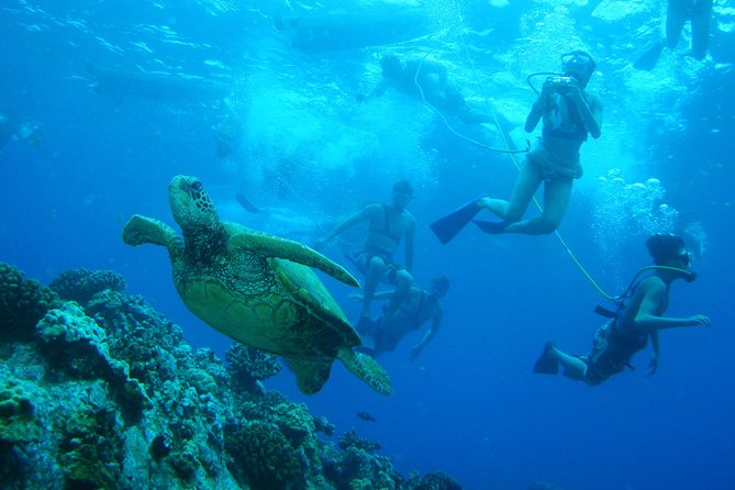 Maui: Molokini and Turtle Town Snorkeling aboard Pride of Maui - Why first-time snorkelers often fit this trip well