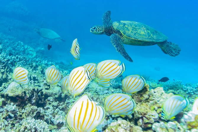 Maui: Molokini Crater and Turtle Town Snorkeling From Kihei - Sandwiches, snacks, and the value of the $179 price