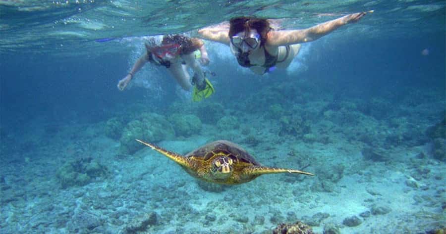 Maui: Molokini Crater and Turtle Town Snorkeling Tour - 3 hr - The 6:30 AM check-in and 7 AM departure