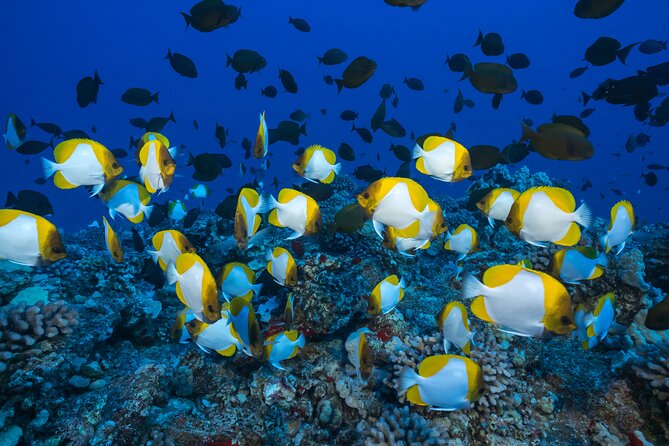 Maui: Molokini & Turtle Town Snorkel & Waterslide Adventure - The waterslide changes the mood