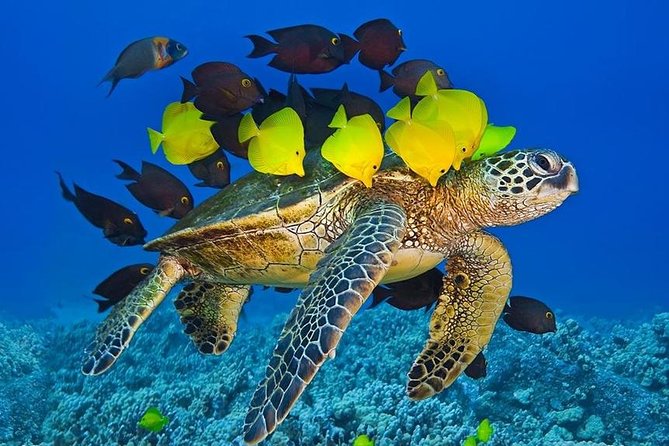 Maui Snorkel Adventure: Molokini Crater and Turtle Cove - A Small Boat With a Practical Feel
