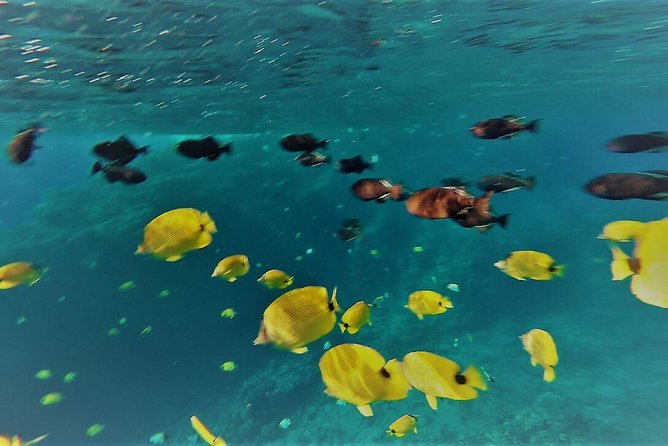 Maui Snorkel Adventure: Molokini Crater and Turtle Cove - Is the $198 Price Worth It?
