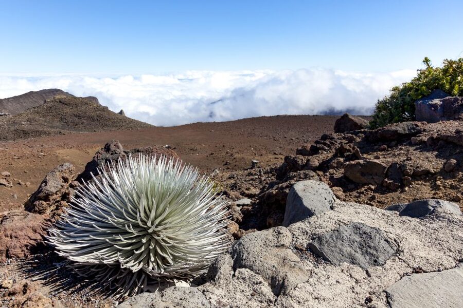 Maui: Sunrise & Breakfast Tour to Haleakala National Park - What the guides add to the morning