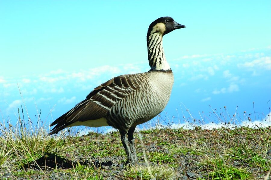 Maui: Sunset & Dinner Tour to Haleakala National Park - Pickup details can shape the whole evening