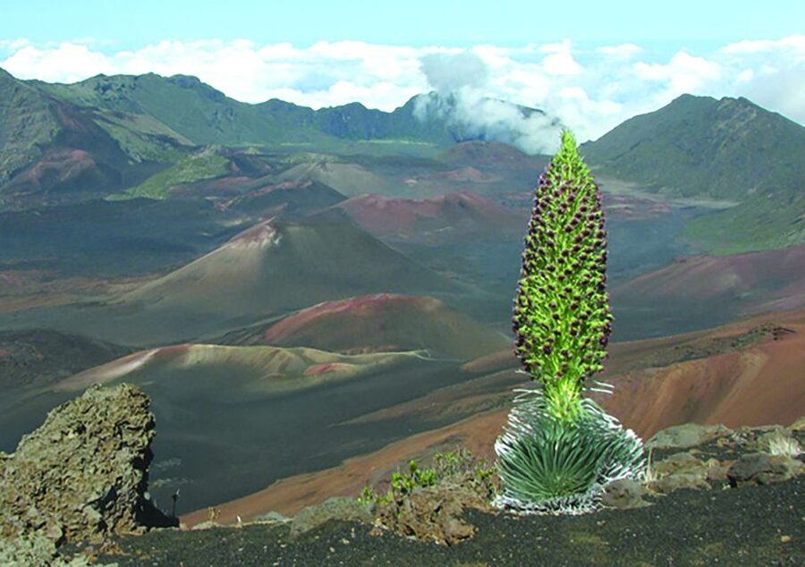 Maui: Sunset & Dinner Tour to Haleakala National Park - The ride through Upcountry Maui