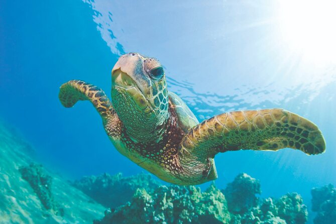 Mauna Kea 3hr Two Stop Sealife Snorkel Adventure - What the crew can add to the morning
