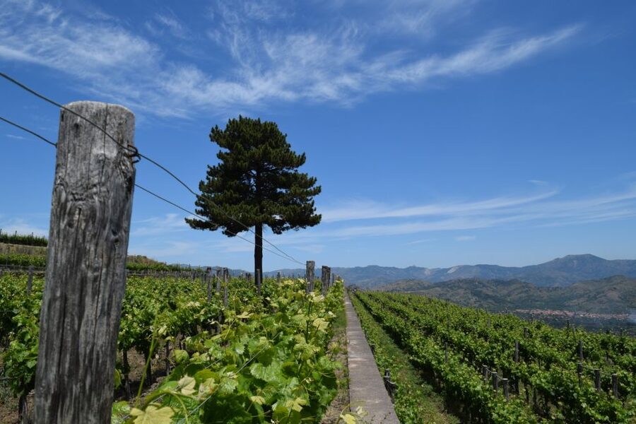 Mount Etna: Winery Tour and Tasting - The food is more than a snack