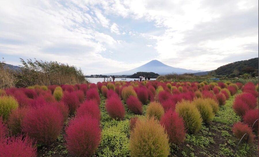 Mount Fuji Customize Private Tour with English Driver - Oshino Hakkai and its eight ponds