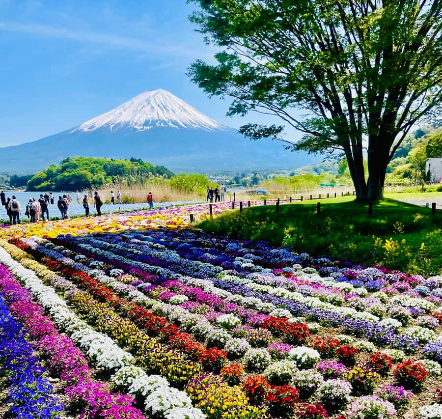 Mount Fuji One Day Private Tour With English Speaking Driver - Why a private Fuji day trip can be worth it