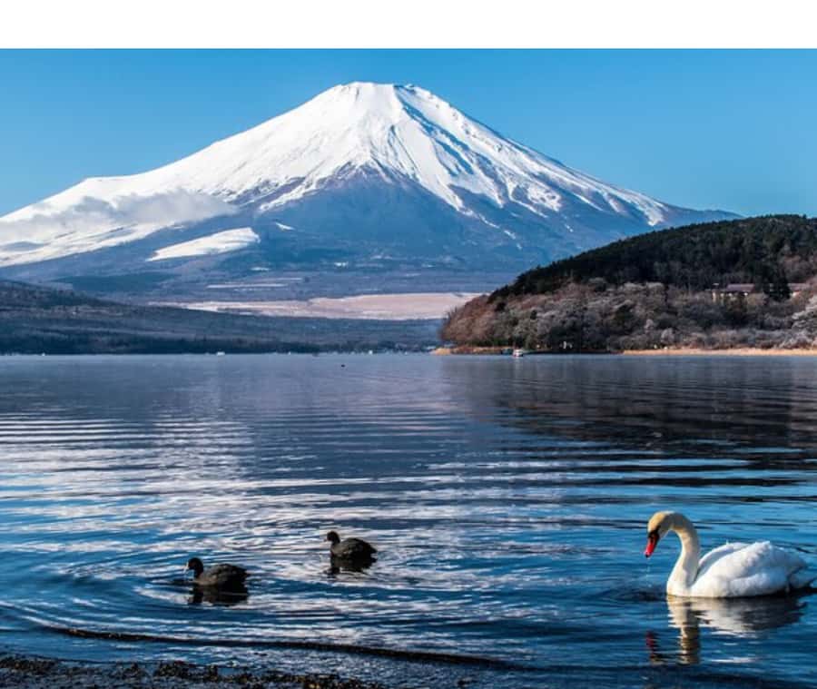 Mount Fuji Private Day Tour customized with English driver - Chureito Pagoda delivers the classic Fuji image
