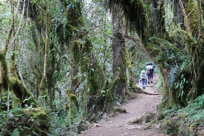 Mount Kilimanjaro Day Hike - The Uphill Trek to Mandara Hut