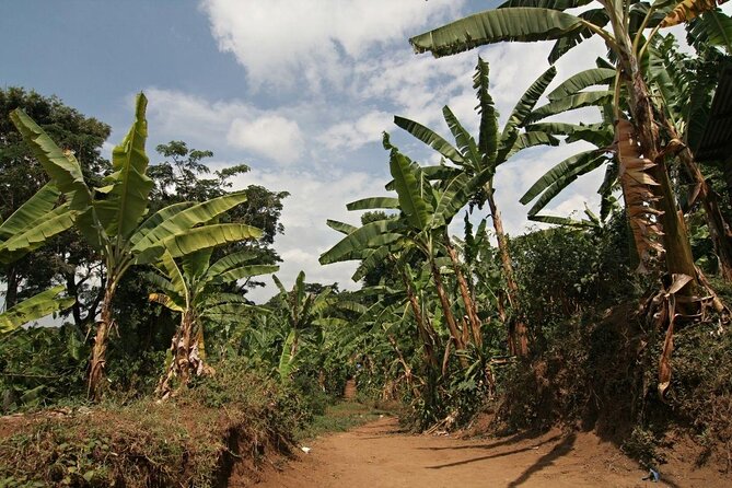 Mount Kilimanjaro Day Hike Through Marangu Route to Mandara Hut - What this one-day Kilimanjaro hike really offers