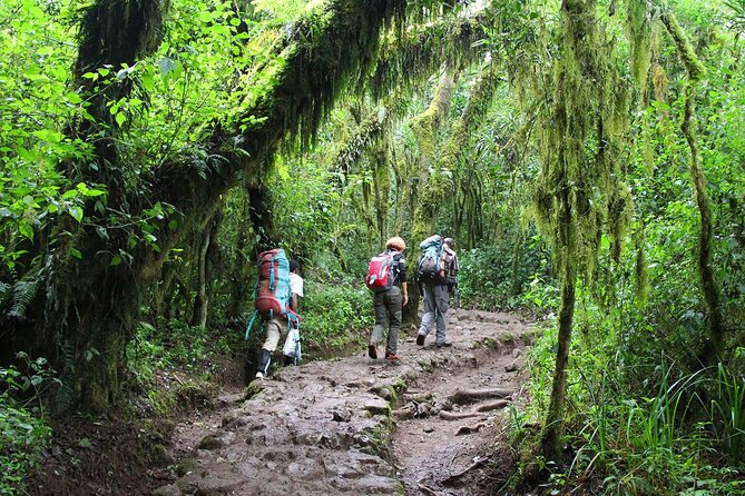 Mount Kilimanjaro Day Hike Through Marangu Route to Mandara Hut - Reaching Mandara Hut at 2,700 meters