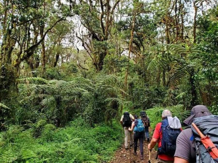 Mount Kilimanjaro National Park Day Trip - Mandara Hut and lunch at 2,700 meters