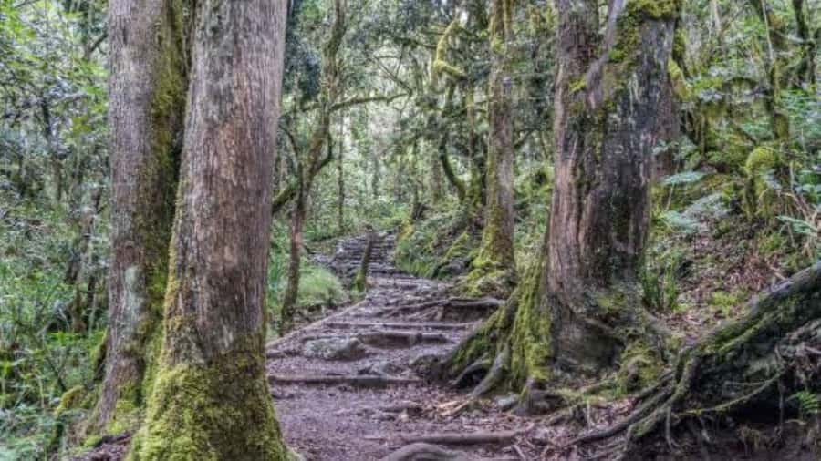 Mount Kilimanjaro National Park Day Trip - Who will enjoy this hike most