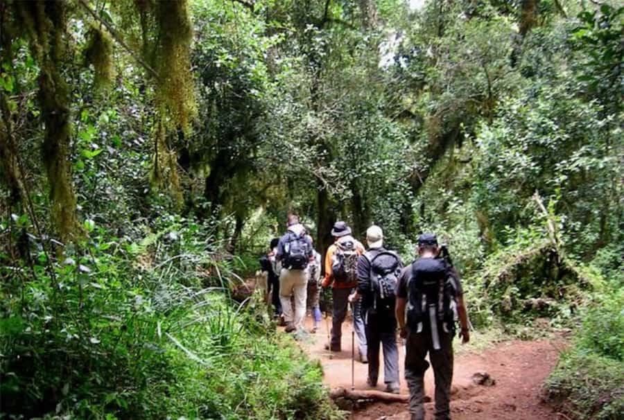 Mount Kilimanjaro National Park Day Trip - From Arusha or Moshi to Marangu Gate
