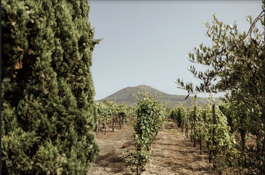 Mount Vesuvius: Vineyard Tour with Wine Tasting and Lunch - What the short tour actually covers