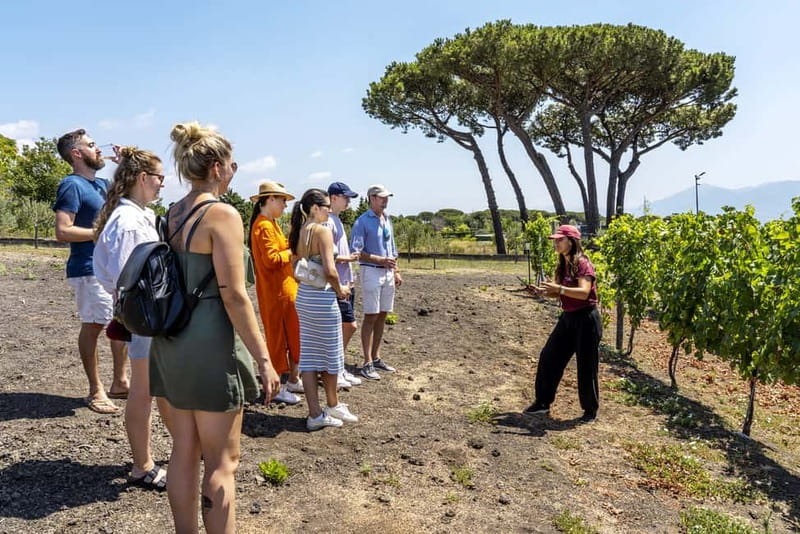 Mount Vesuvius: Vineyards Tour with Wine Tasting and Lunch - Key points at a glance
