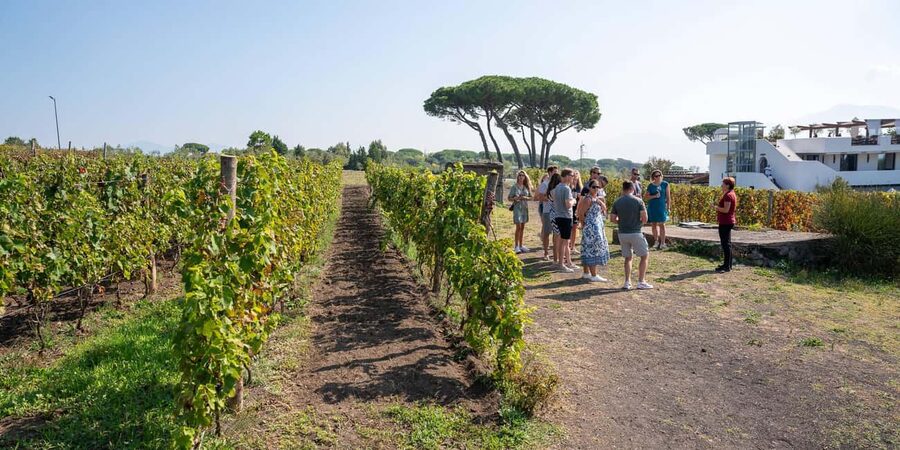 Mount Vesuvius: Vineyards Tour with Wine Tasting and Lunch - Five Vesuvian wines with a full local lunch