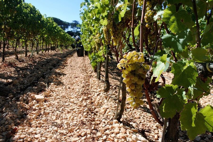 Mount Vesuvius Wine Tour with Tastings and Lunch - Vineyard paths above the Gulf of Naples