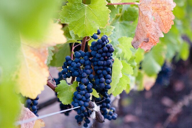 Mt Etna and Wine tasting tour from Catania - Walking the natural paths of Mount Etna