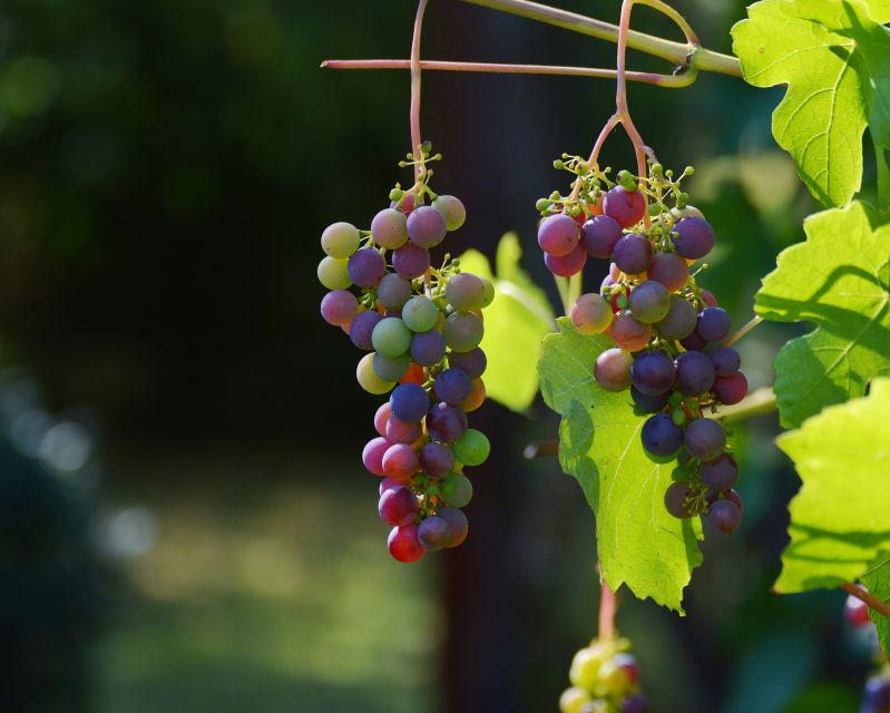 Mt Etna Private guided walking Tour with Wine Tasting - Why this Etna day works well