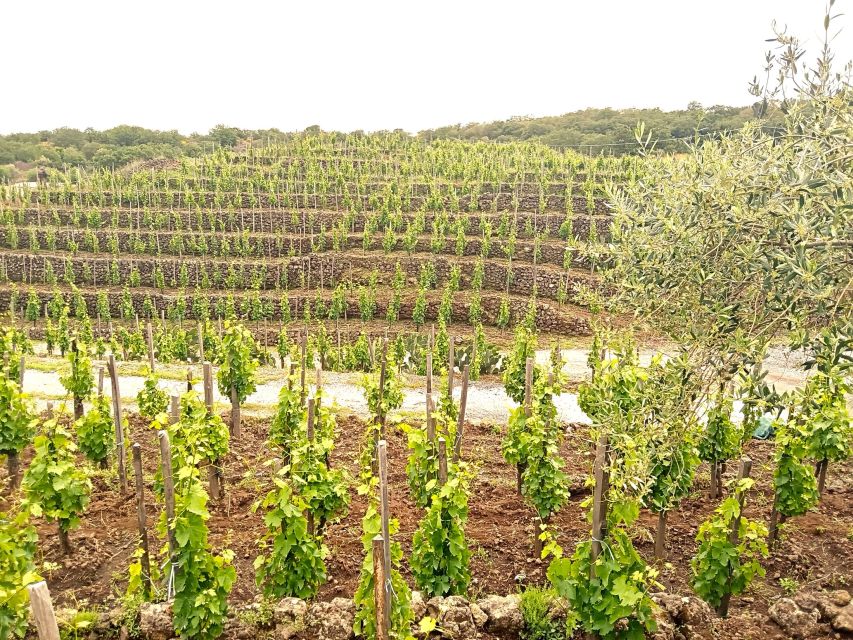 Mt Etna Private guided walking Tour with Wine Tasting - A private guide who can shape the day