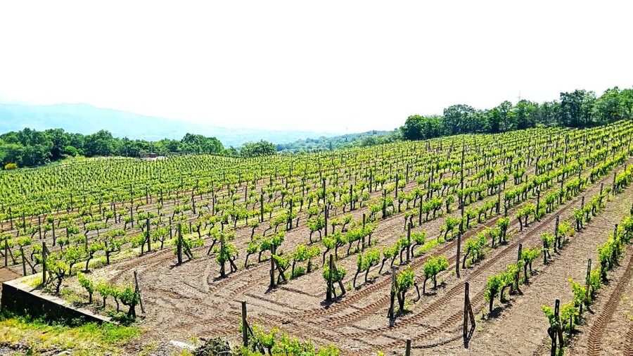 Mt Etna Private guided walking Tour with Wine Tasting - Cancellation and booking flexibility