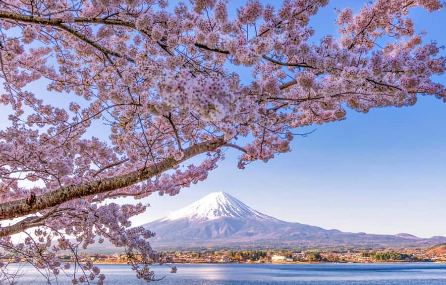 Mt. Fuji 6 Attractions Tour: Lake Kawaguchi, Oshino Hakkai - Why this $50 Mt. Fuji tour works