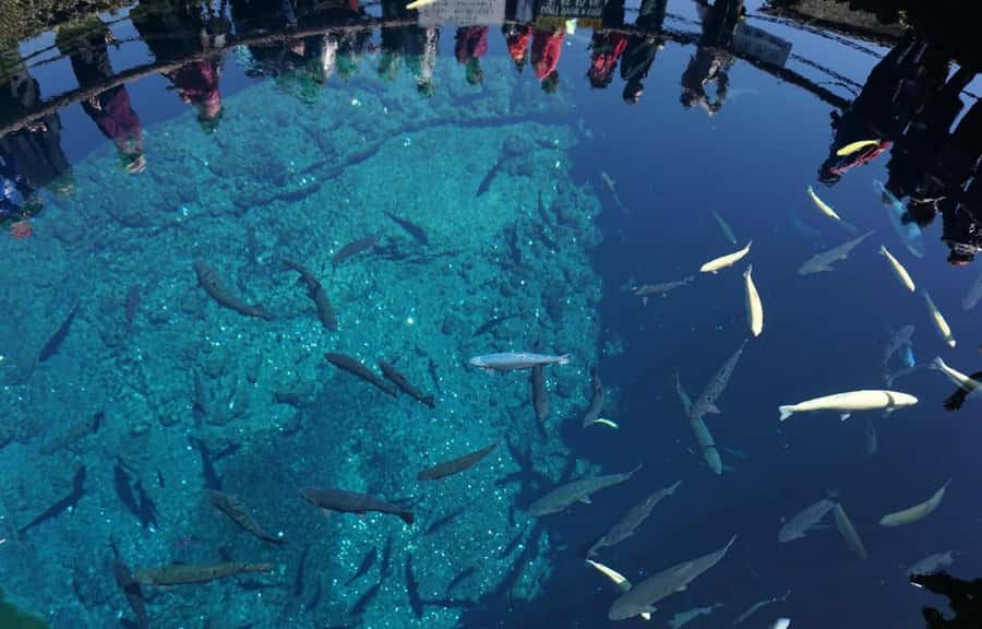 Mt. Fuji 6 Attractions Tour: Lake Kawaguchi, Oshino Hakkai - Which season should you choose?