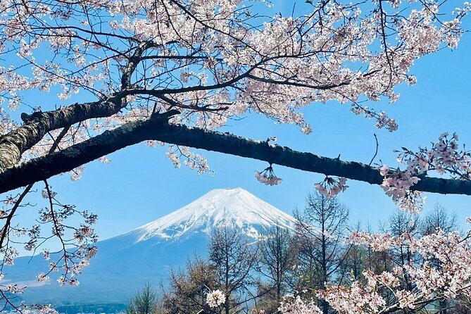 Mt. Fuji, Cherry Blossom & Shiba Sakura Pvt. Day Tour - Why this private Mount Fuji day trip works