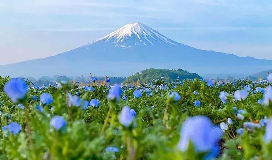 Mt. Fuji & Lake Kawaguchiko Ropeway Panorama Full-Day Tour - A quiet matcha pause beside Lake Kawaguchiko