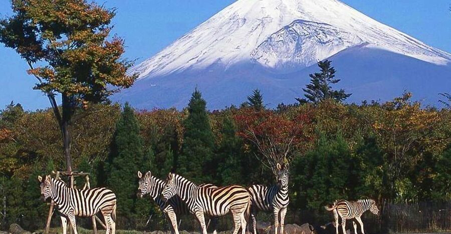 Mt Fuji : Private 10-Hour Luxury Tour by Exclusive Car - A Comfortable Road to Japan’s Most Famous Mountain