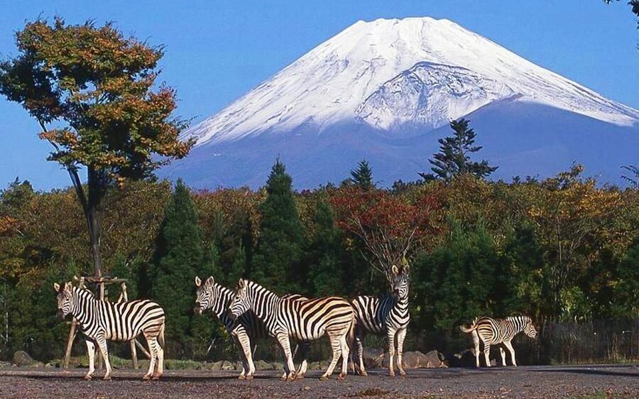 Mt Fuji : Private 10-Hour Luxury Tour by Exclusive Car - Shiraito Falls for a Cooler Change of Pace