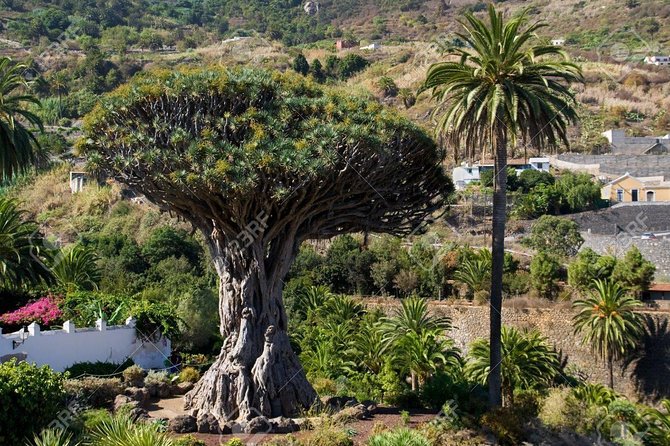 Mt. Teide and Masca Valley Tour in Tenerife - What the $61.55 price really buys