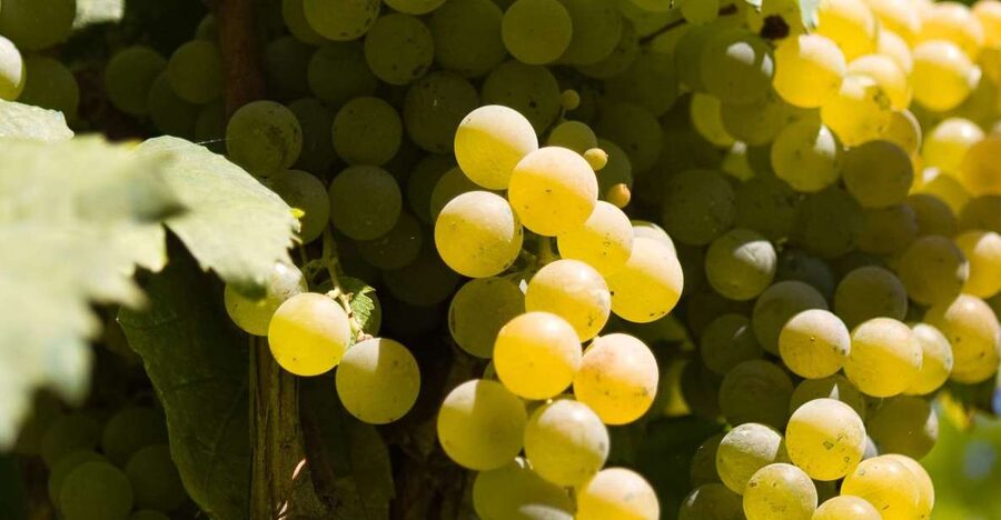 Naples: Mount Vesuvius Vineyard Tour w/ Lunch & Wine Tasting - A vineyard on the slopes of Mount Vesuvius