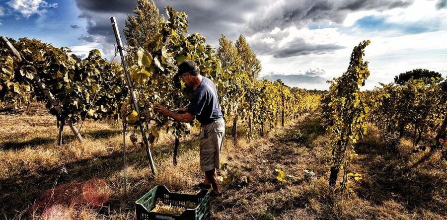 Naples: Mount Vesuvius Vineyard Tour w/ Lunch & Wine Tasting - The short walk through the estate