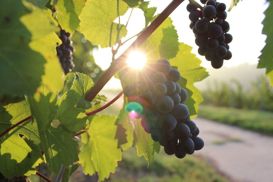 Naples: Mount Vesuvius Vineyard Tour w/ Lunch & Wine Tasting - How much time should you allow?